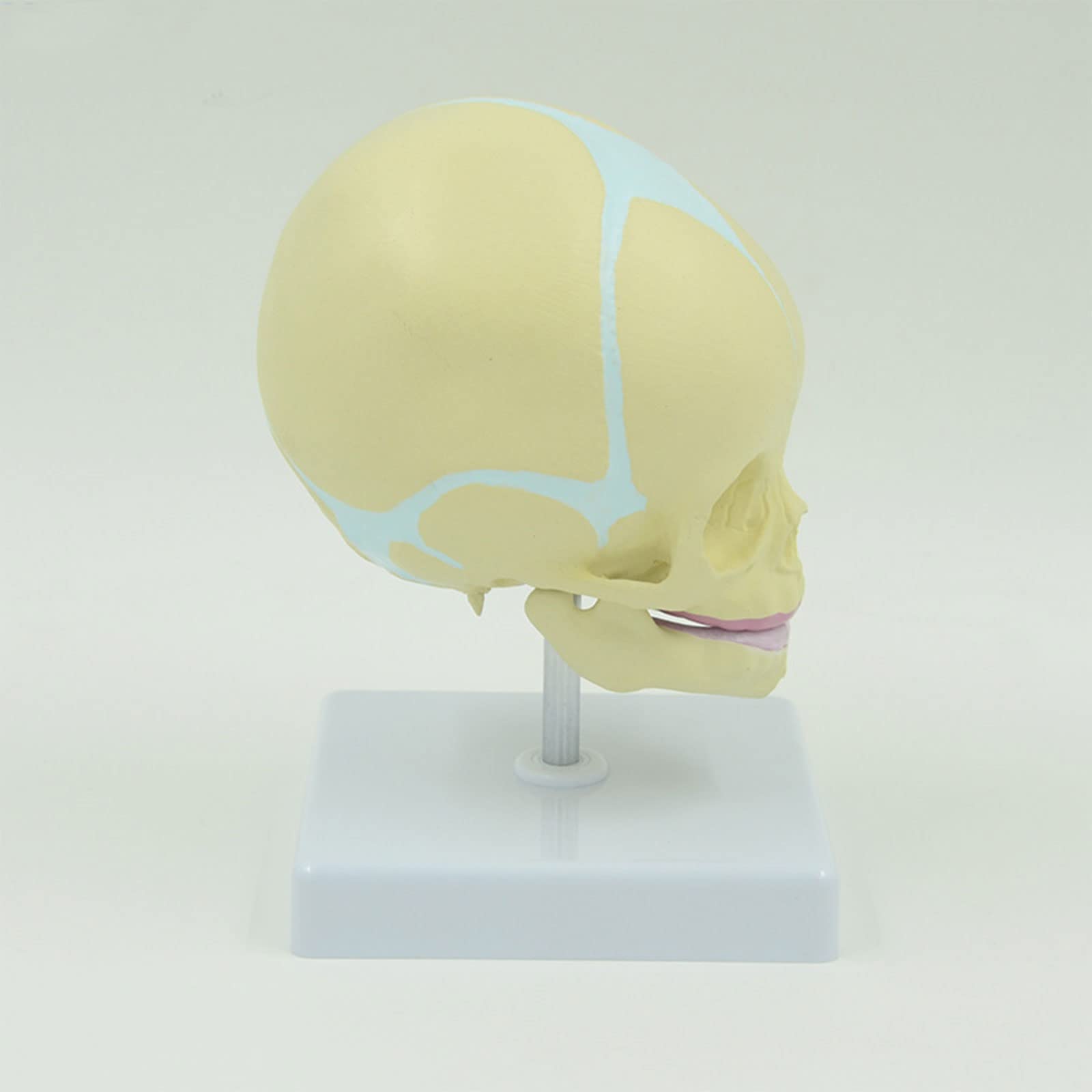 Baby for Head Bone Model with Movable Lower Jaw 1:1 Life Size Human Skull Model for Medical Teaching Demonstration Model