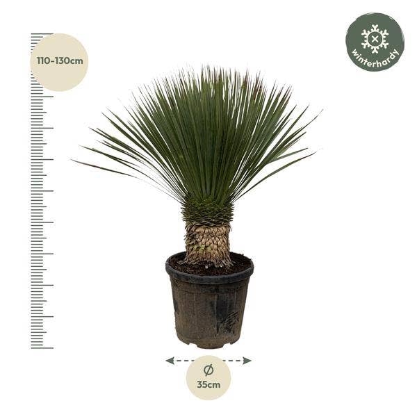 Yucca Rostrata 100 cm – Ø 38 cm – egzotyczna roślina pustynna z niebiesko-szarymi liśćmi – łatwa w pielęgnacji roślina pokojowa i doniczkowa do salonu, na taras i do ogrodu