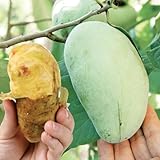 果樹苗 ポポー マンゴー 1株 / 国華園 25年春商品