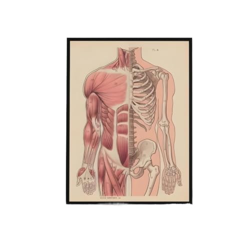 Póster de gráficos órganos humanos White9 de 15x20cm, lámina autoadhesiva e impermeable sin marco
