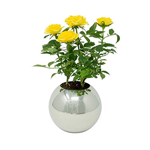 Polished Stainless Steel Planter - Mirror Finish Metal Plant Pot For Succulents, Cactus & Small Plants - For Desk, Window Or Modern Kitchen (Polished Stainless, Sm/Med/Lg Set) #TOP5