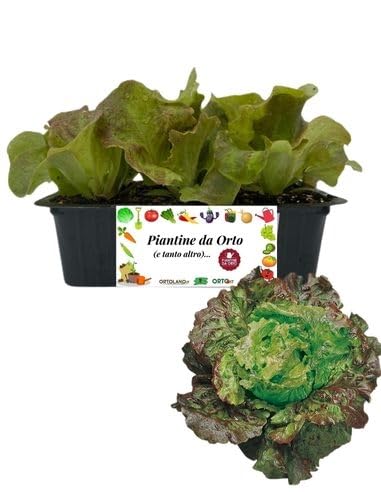 P. Piantine da Orto | Lattuga Canasta, Pianta da Orto o Balcone Pronta al Trapianto, Kit da 9 Piantine, Pianta Vera da Esterno, Vivaio Italiano