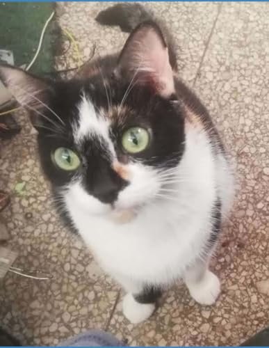 QUAD RULED GRAPH PAPER 4x4