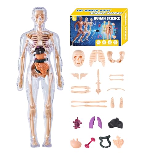 Modelo 3D de Cuerpo Humano para Niños | Modelos De Estructura Corporal Humana,Juguete Educativo Stem Ciencia para Docentes y Niños Estudiantes Aula Colegio Homeschool