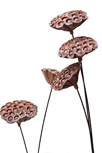 Dowonsol Natural Dried Flower Lotus Pods on Stems with Seed and Real Rod Dried Floral Crafts Pack of 5 (Dia 10-12cm)