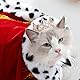 Lovelyshop Die phallenkollektion vergoldeten royal Saury-perlen mit volldressierten Hunden und Katzen Haarschmuck in kleinen größen