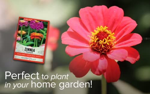Zinnia Seeds For Planting Outdoors (Pompon) Flower Seed Packet Annual Flower Heirloom, Non-Gmo Variety- 800Mg Seeds Great For Summer Seeds For Flower Gardens By Gardeners Basics #TOP6