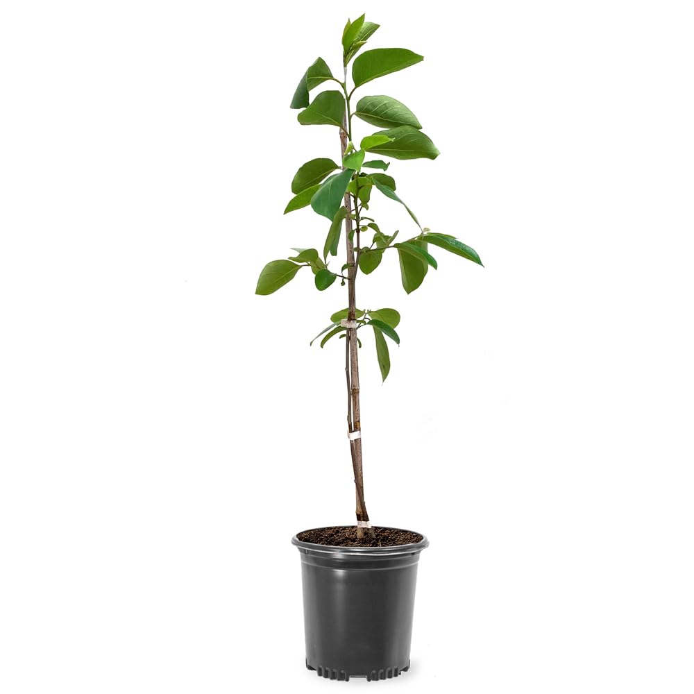 Persimmon Trees (Fuyugaki, 1 gal.) (Due to Agricultural Laws, we Cannot Ship to California, Arizona, Alaska, or Hawaii)