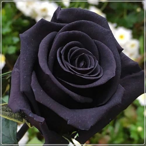 Tuberi di rose, aroma affascinante, rose viola, profumate, resistenti all'inverno,