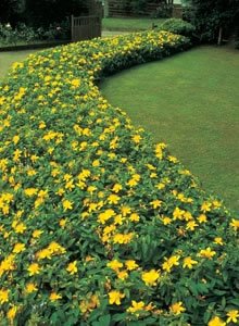 5 Creeping St Johns Wort/Aaron's Beard/Hypericum Calyinum in 4 Inch Pots