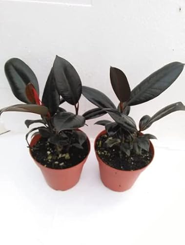 Two Burgundy Rubber Tree Plant 4" Pots Ficus An Old Favorite #TOP21