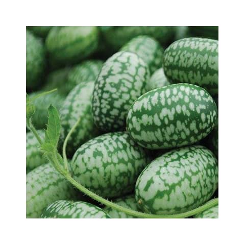 Genipap 10 semillas de mini sandía Cucamelon Cover