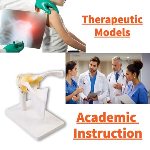 Modèle d'articulation de l'épaule pour surmonter les difficultés d'explication médicale - 8