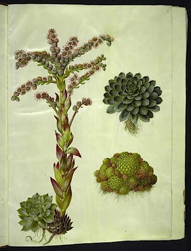 Impression d'affiches Sempervivum Tectorum reproduction d'art Holtzbecker 60x90