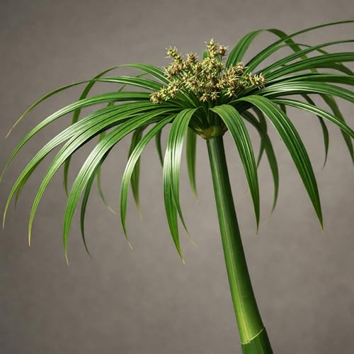 Classy Groundcovers, Umbrella Sedge, Umbrella Palm, Umbrella Grass, Water Umbrella Plant, Umbrella Papyrus (Tray of 38 Cells)