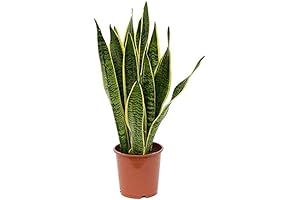 American Plant Exchange Sansevieria Snake Plant