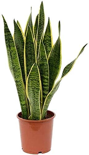 Golden Edge Sansevieria Snake Plant in 6-Inch Pot