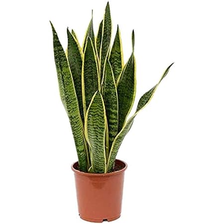 American Plant Exchange Live Sansevieria Trifasciata Laurentii Plant, Snake Plant, Mother-in-Law’s Tongue Plant, Plant Pot for Home and Garden Decor, 6" Pot