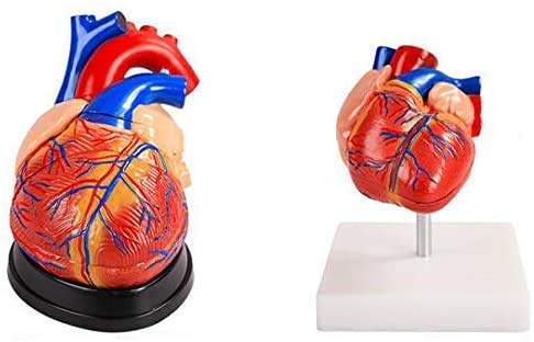 Human Heart Models, Best 2 Practical Tools Set For The 3D Studio For Students Of Anatomy And Physiology - With Anatomica Medici Guide - Educational Kit For Kids