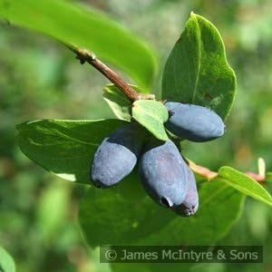 HONEYBERRY 3L