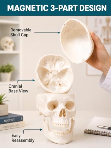 Image of Human Skull Model for Anatomy, Life-Size Anatomically Correct Skull with Magnetic Assembly, 3-Part Detachable Realistic Skull for Medical Students, Artists, Classroom Teaching Display