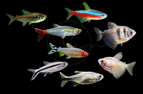 Swimming Creatures 5 PCS Assorted Tetra Mix Freshwater Aquarium Fish Live Arrival Guarantee (3-4 Kinds Mix)