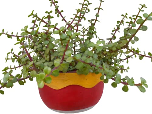 Jade Plant, Crassula Ovata, Goodluck Plant Suitable for Shed and Outdoor in biodegradable Grow Bag (B09NSX4TQS) Amazon Price History, Amazon Price Tracker