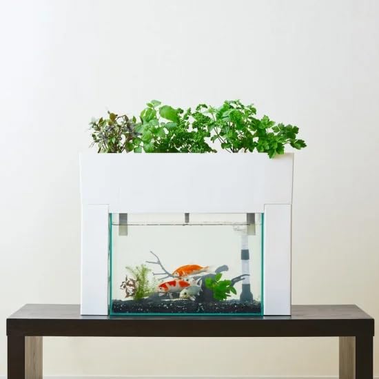 Amazon.co.jp: アクアポニックス 水耕栽培 アクアリウム キット