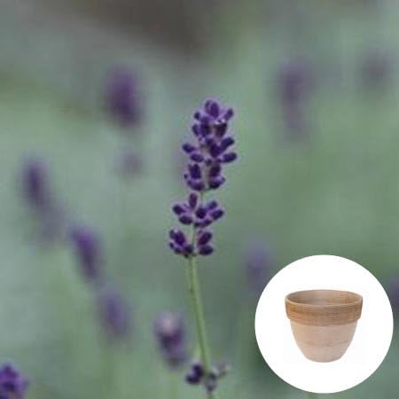 Amazon イングリッシュ ラベンダー 栽培セット 場所を選ばないナチュラルな風合いの鉢 テラコッタ 栽培キット オンライン通販