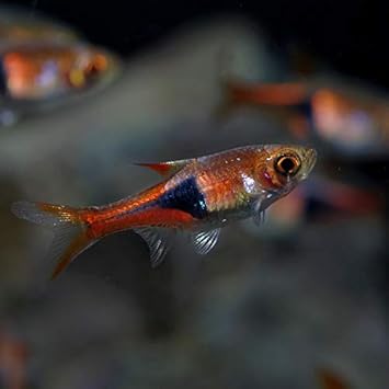 Amazon 熱帯魚 ラスボラ ヘテロモルファ 約１ ５ ２cm １０匹 ネオス 観賞魚 水中生物 通販