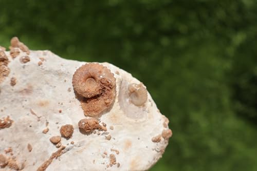 Image of Douvilleiceras & Gastropods Plate Cretaceous Fossils Fossils from Morocco Fossil Rock Ammonites Fossil A210