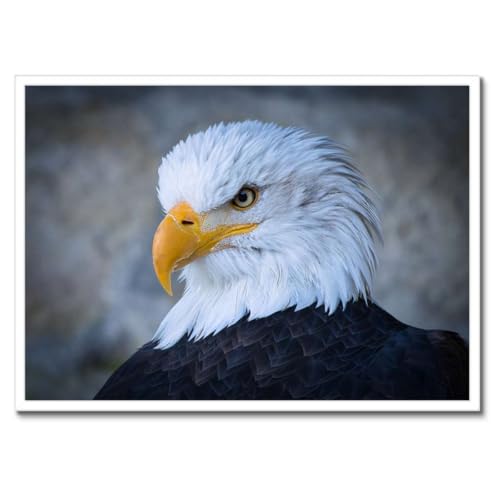 Poster aigle avec cadre noir 70x50 cm pour salon