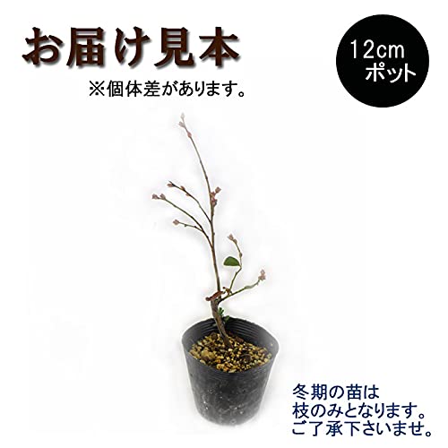 Amazon.co.jp: ブルーベリー 苗木 大粒 ハイブッシュ系 ブルーベリー