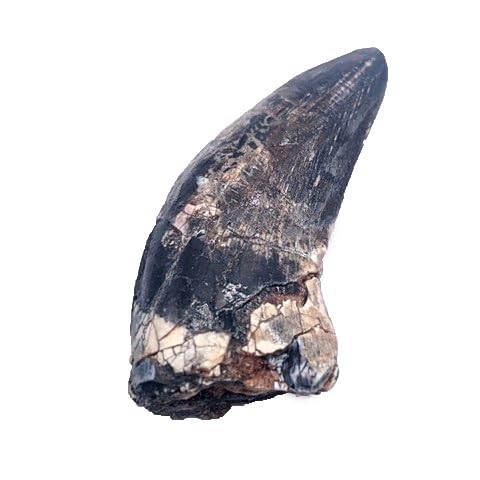 afrovenator abakensis Dinosauro Fossili (Fossili) DIT52
