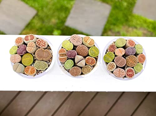 Micro Landscape Design Potted 10-12 Live Lithops Plant, Colorful Living Stones In 2 Inches Pot (Beginner Pot (5+ Colors Or Patterns)) #TOP1