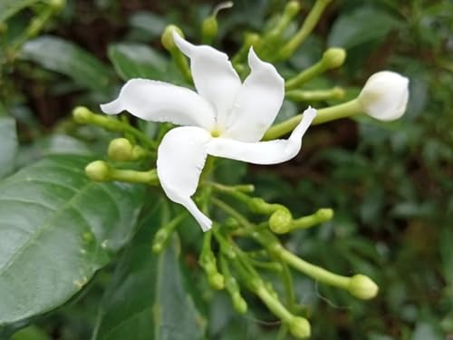 Image of Chandani White Flower Live Plant | Chandani Plant with Pot | White Flowering Plant for Home Garden Balcony Outdoor