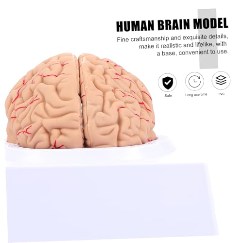 Structure cérébrale éducative et détachable pour les examens d'anatomie