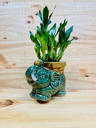 Generic Live Lucky Bamboo Two Tier Plant In Elephant Ceramic Vase thumb #7