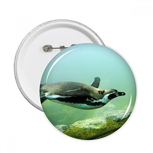 Cadeau manchot Antarctique : lot de 5 badges ronds XL d'inspiration science pour anniversaire