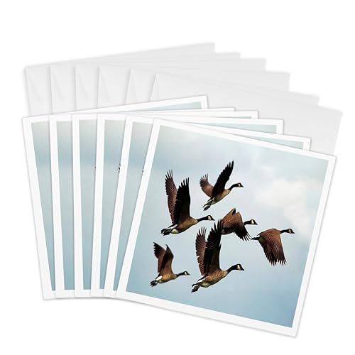 Cartes de vœux oies canadiennes volantes 15,2 cm lot de 6 au graphisme artistique