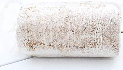 Oyster Mushroom Growing Kit Log Organic Non-GMO 3 lbs Log by Dave Mushroom Farm - Grow Your own Delicious Organic Oyster Mushrooms at Home. Edible and Gourmet Mushroom. Gift