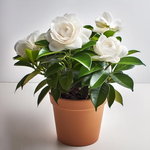 Image of All Seasons Gardenia /Gandharaj Live Plant - Fragrant Blooms Choice for gardens and indoor spaces