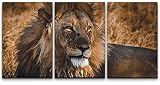 SIGNLEADER Canvas Print Wall Art Set Lion Portrait at African Golden Hour Animals WildLife Photography Realism Rustic Scenic Relax/Calm Multicolor for Living Room, Bedroom, Office - 24'x36' x 3 Panels