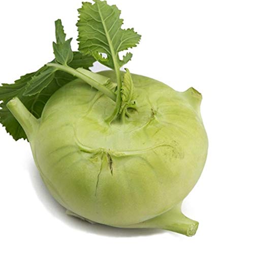 LEANO Organic Kohlrabi Seed Early White Vienna Seeds Heirloom Vegetable Seeds Non-GMO for Home Garden Planting