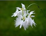 100 Japanese Radiata Samen weißer Reiher Orchid Seeds Welt Seltene Orchideen-Arten Haus-Blumen-Anlage 3