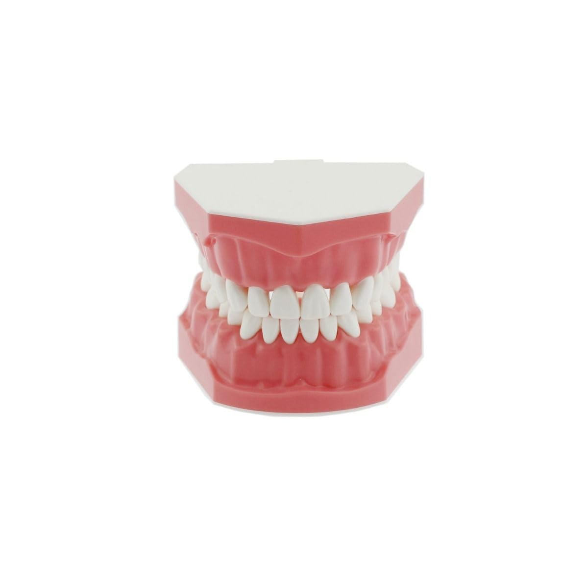 iDENTical Dental Model For Patient Education MD-105N (B0CJ5J2W98) Amazon Price History, Amazon Price Tracker