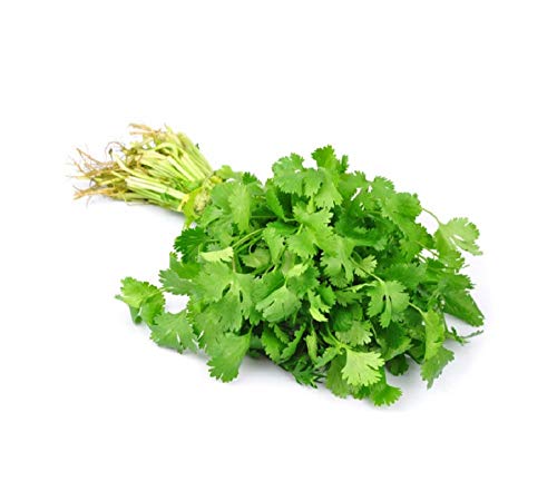 David's Garden Seeds Herb Cilantro Santo 9199 (Green) 200 Non-GMO, Heirloom Seeds David's Garden Seeds Herb Cilantro Santo 9199 (Green) 200 Non-GMO, Heirloom Seeds