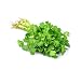 David's Garden Seeds Herb Cilantro Santo D919 (Green) 500 Open Pollinated Seeds