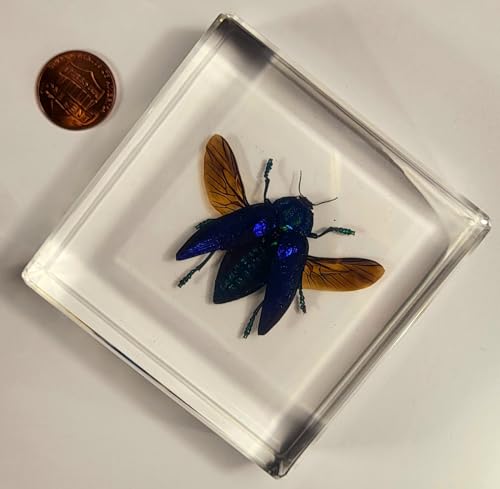 Image of 2.9 inch Real Polybothris Sumptuosa Gemma Blue Jewel Beetle w /Open Wings in Crystal Clear Lucite Resin Specimen Preserved Insect Taxidermy Collection for Biology Science Education Desk Display Supplies
