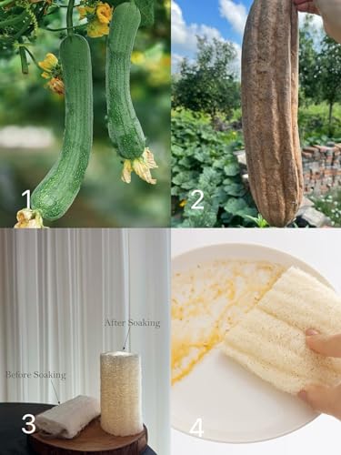 Image of 4 inch Plant Sponge 100% Natural Loofah Dish Sponges, Natural Dishwashing Sponges for Kitchen, Kitchen Scrubber Loofahs - 12 Pack